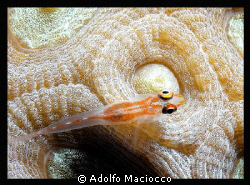 Goby on Honeycomb Coral
 by Adolfo Maciocco 